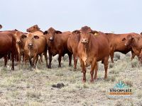 Image_20251110235550097_c2788020-e197-4dd7-bed3-9eac9c30aedc