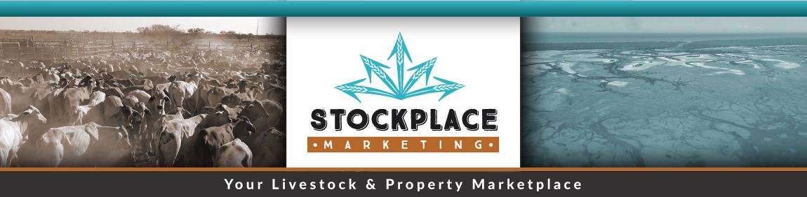 Todays livestock markets by Stockplace Marketing