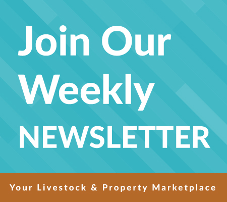 weekly newsletter web